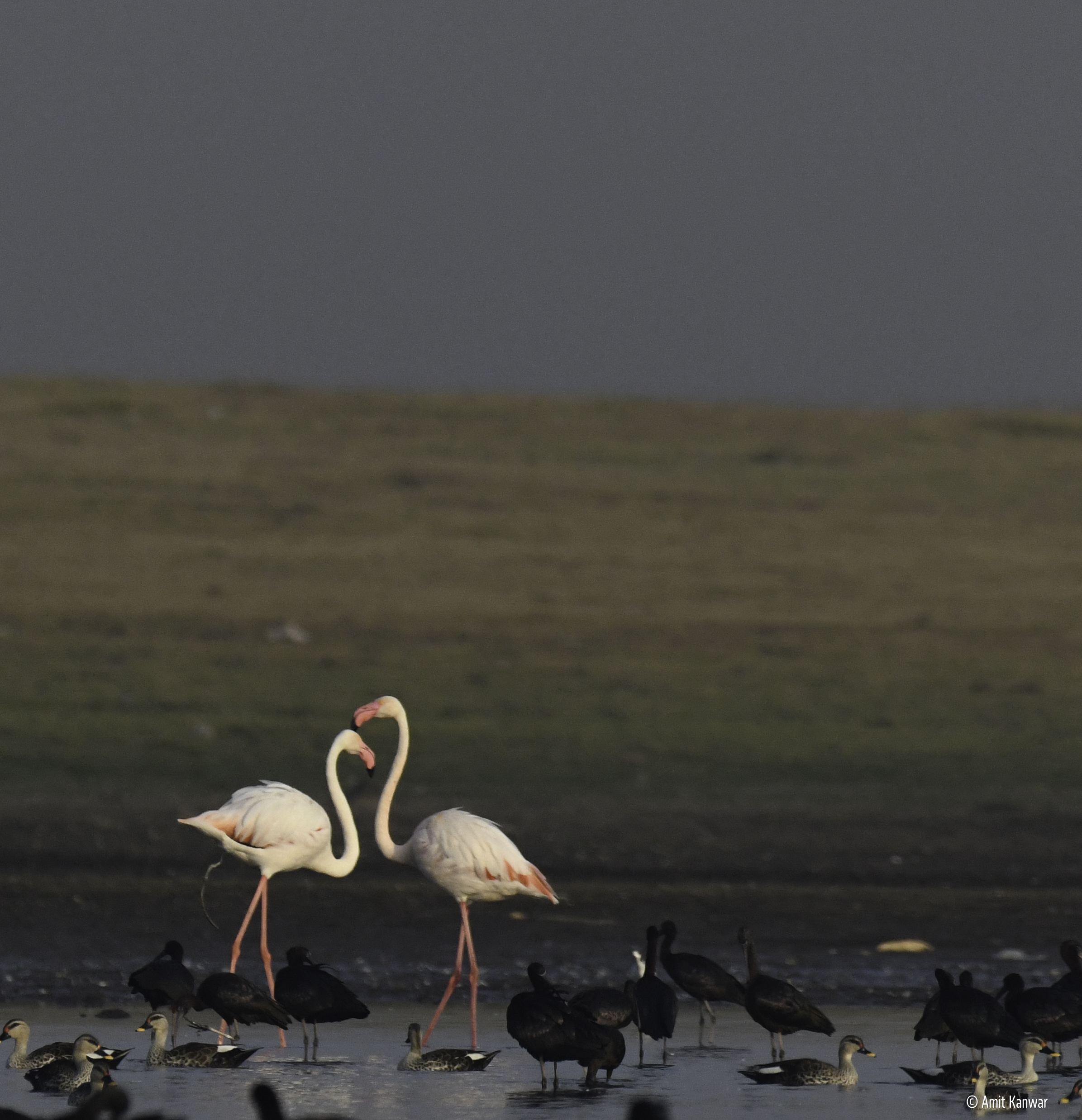 Musings of a Wanderer