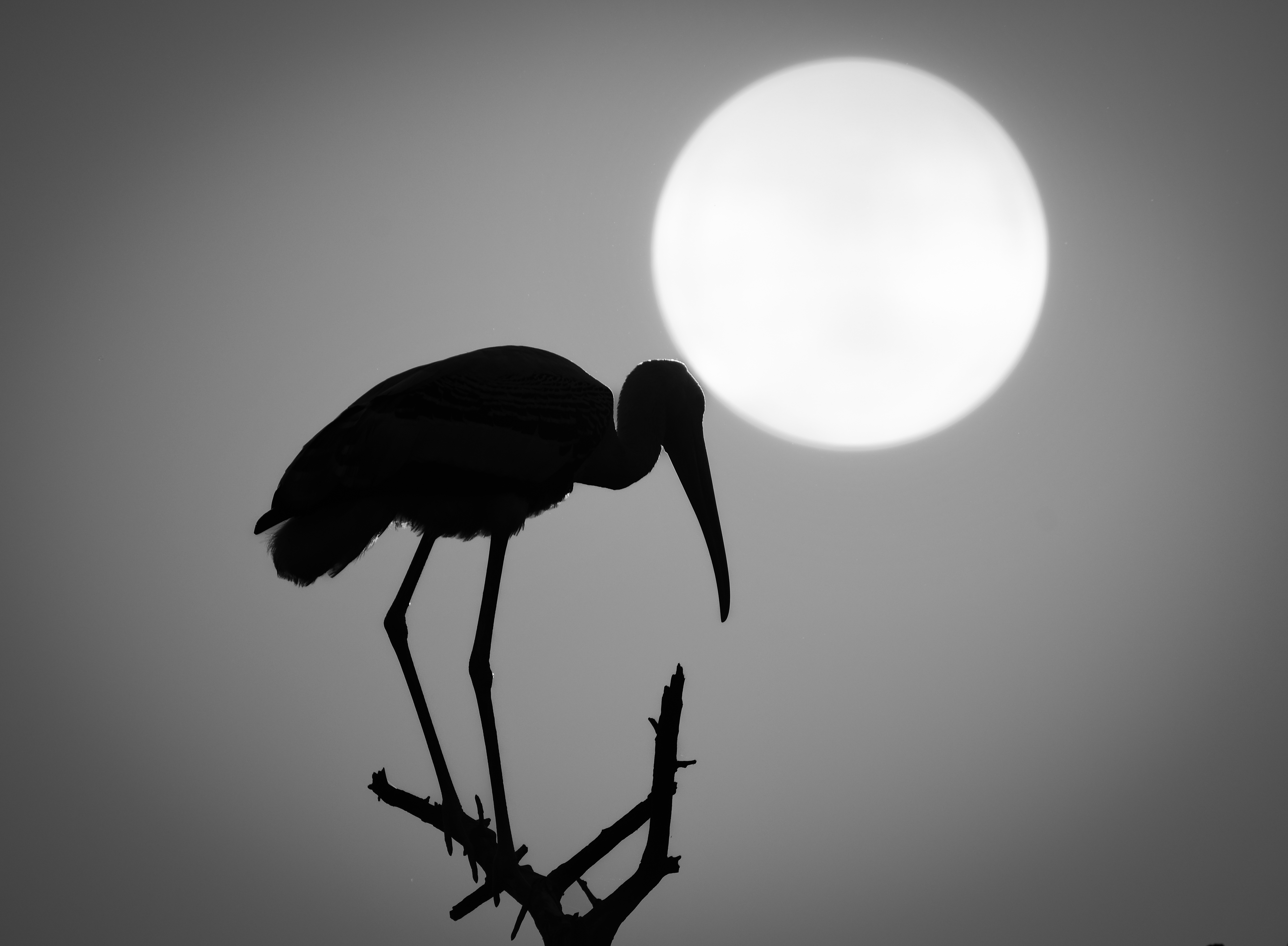 Musings of a Wanderer